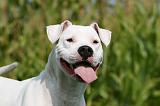 DOGUE ARGENTIN 367